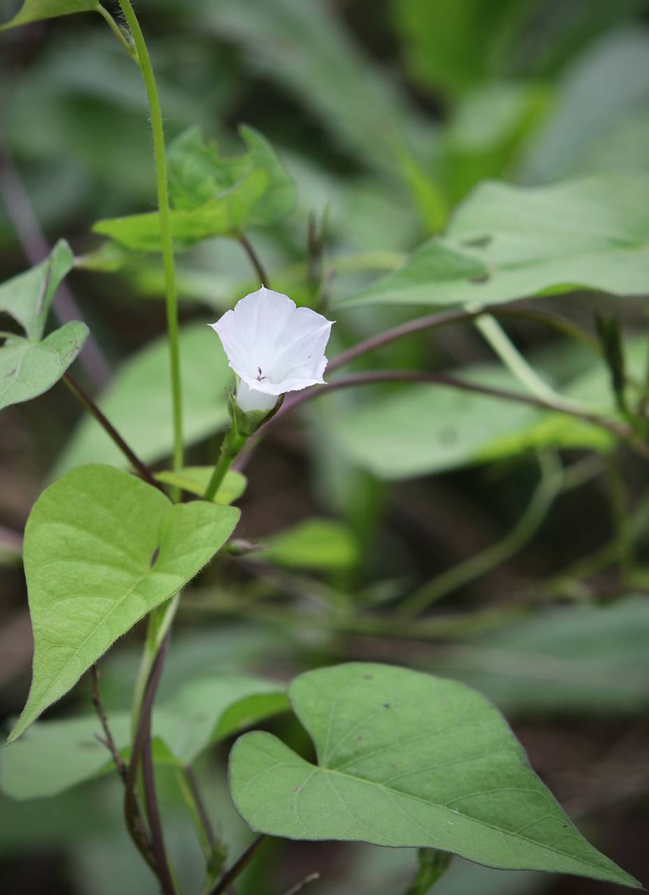 Photo of Small White Morning Glory