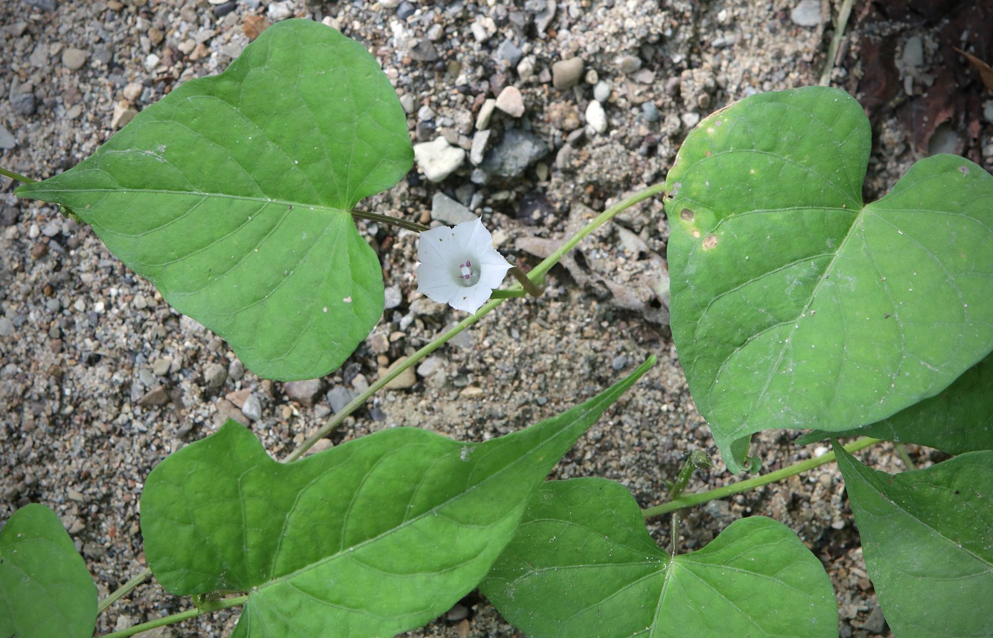 Photo of Small White Morning Glory