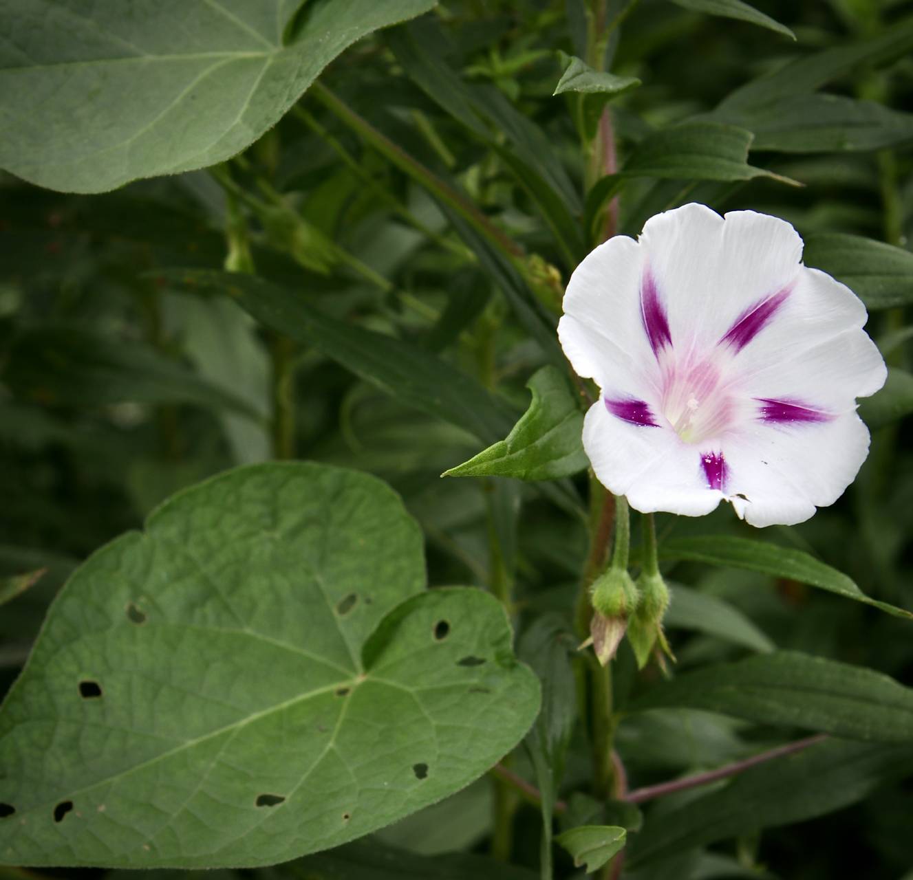 Photo of Common Morning Glory