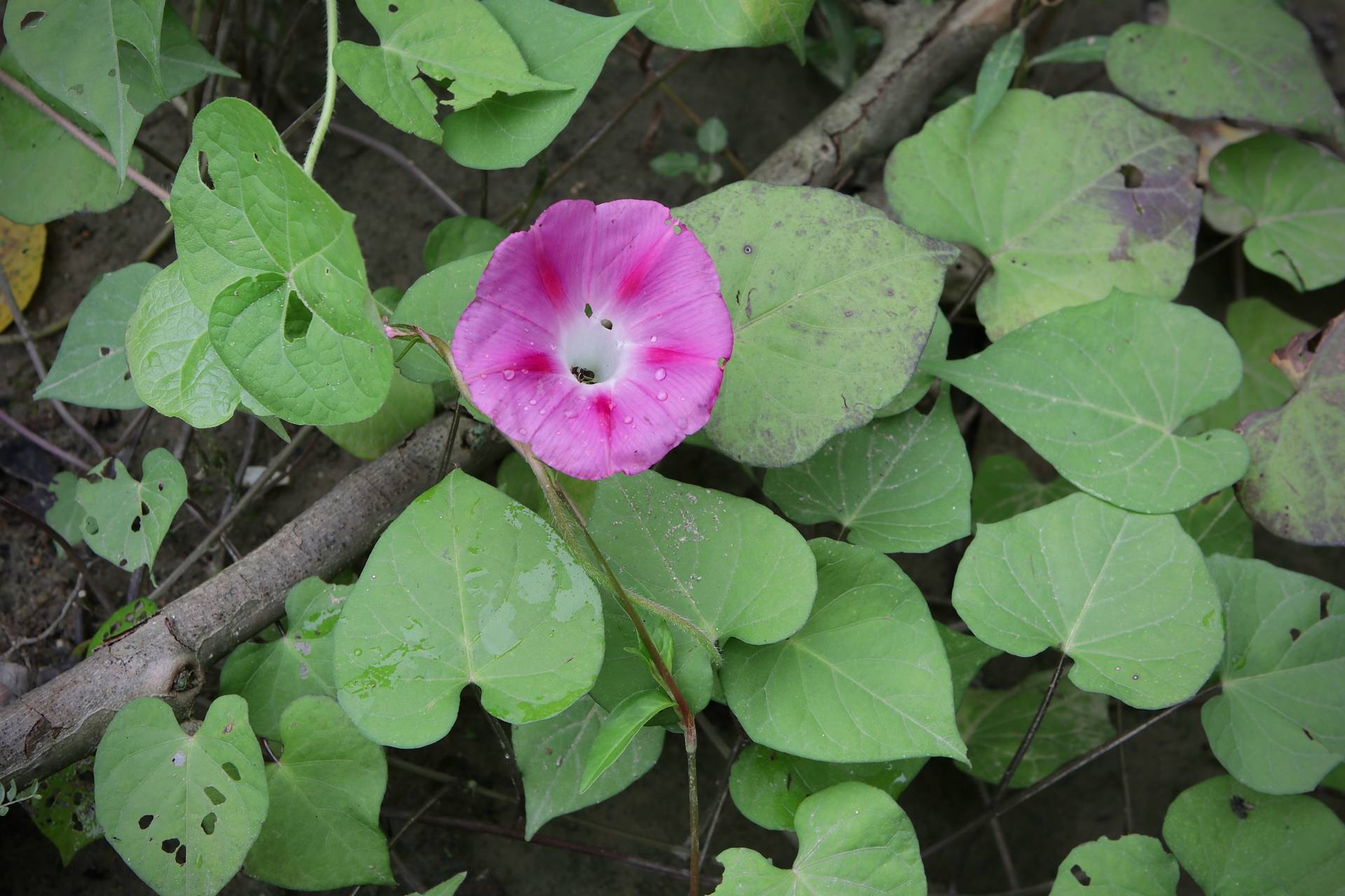 Photo of Common Morning Glory
