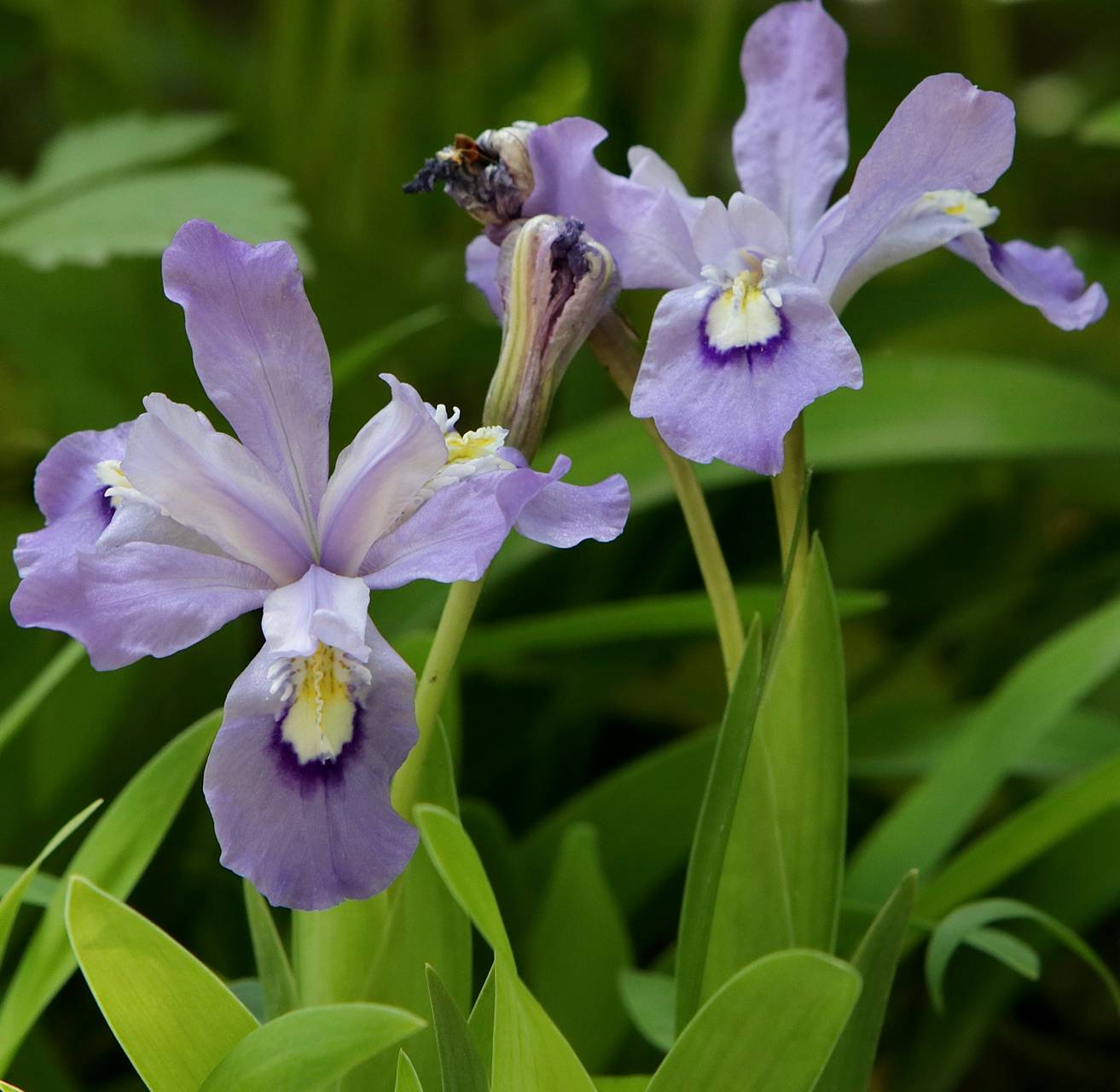 Photo of Dwarf Crested Iris