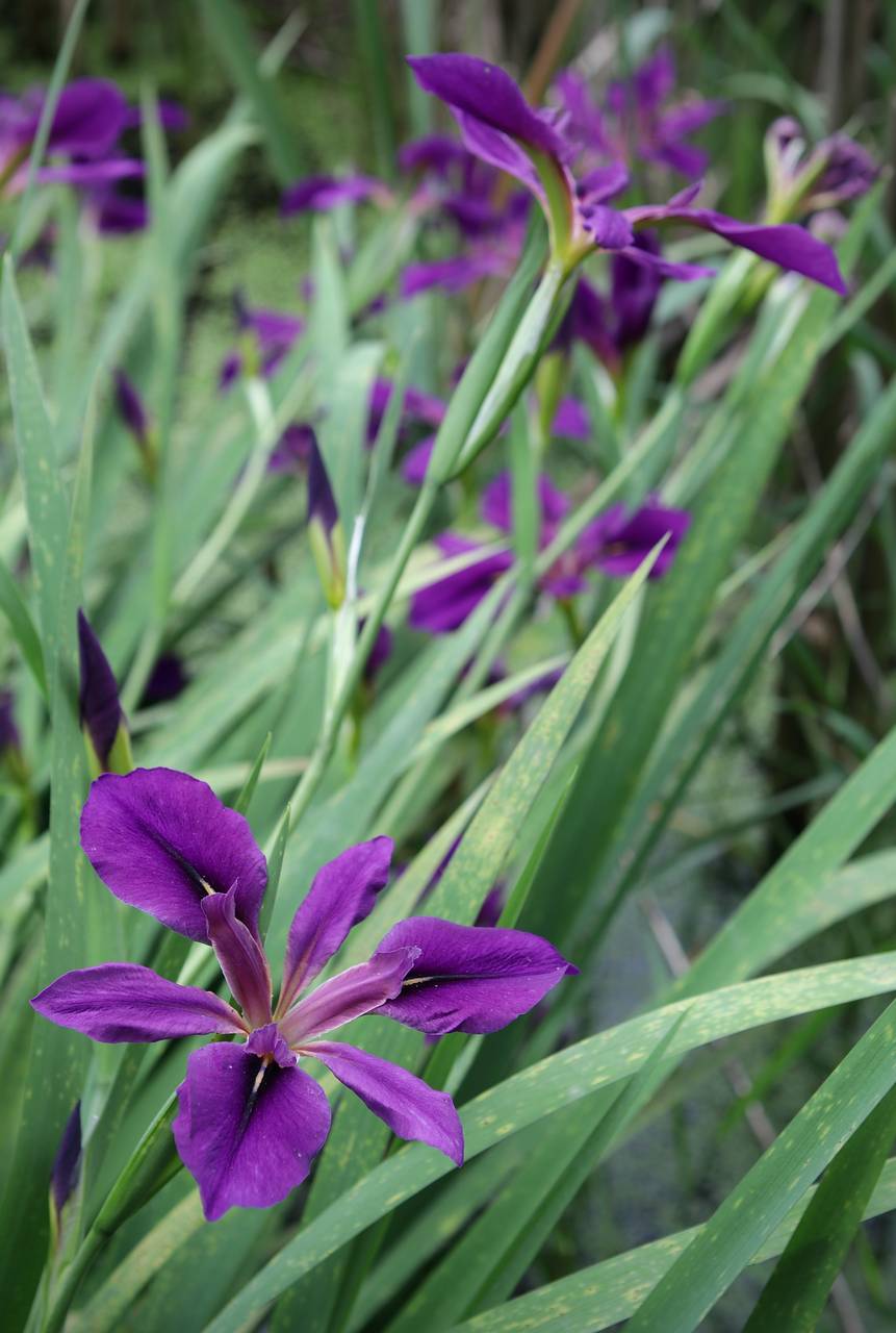 Photo of Dixie Iris