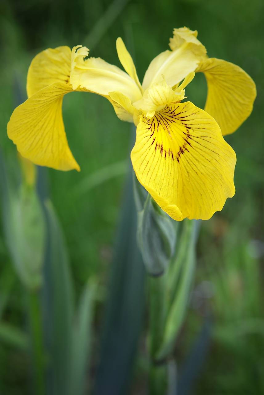 Photo of Yellow Iris