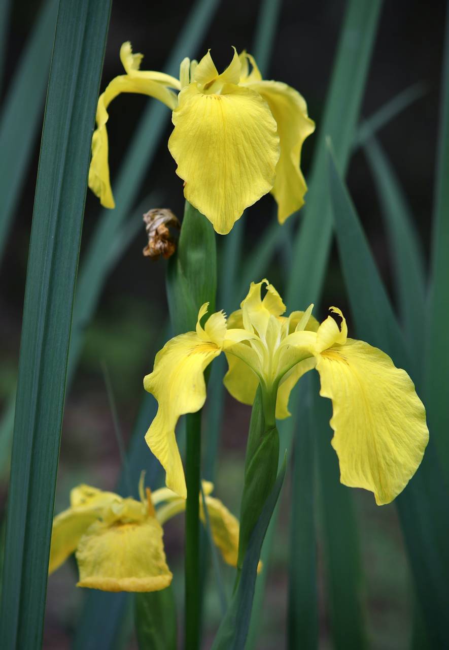Photo of Yellow Iris