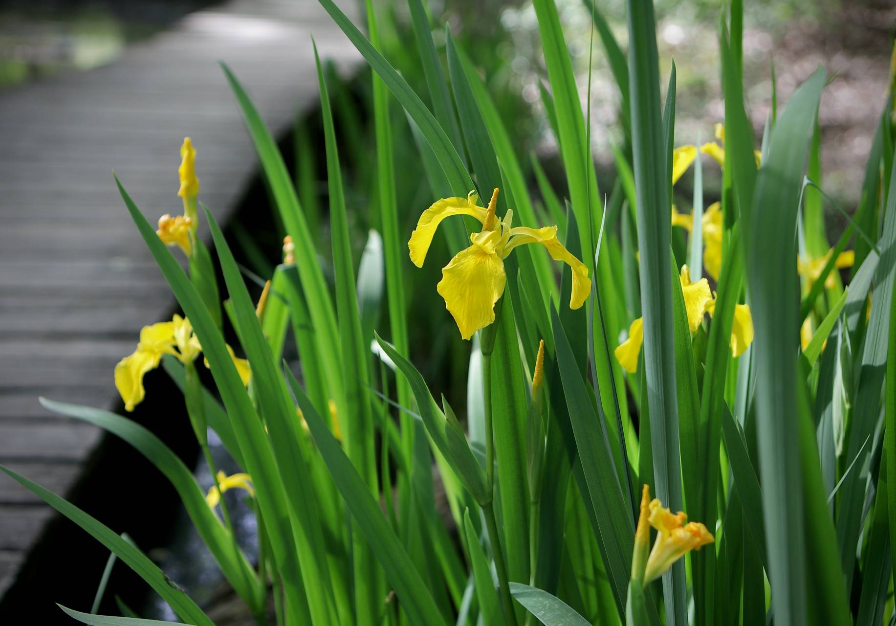 Photo of Yellow Iris