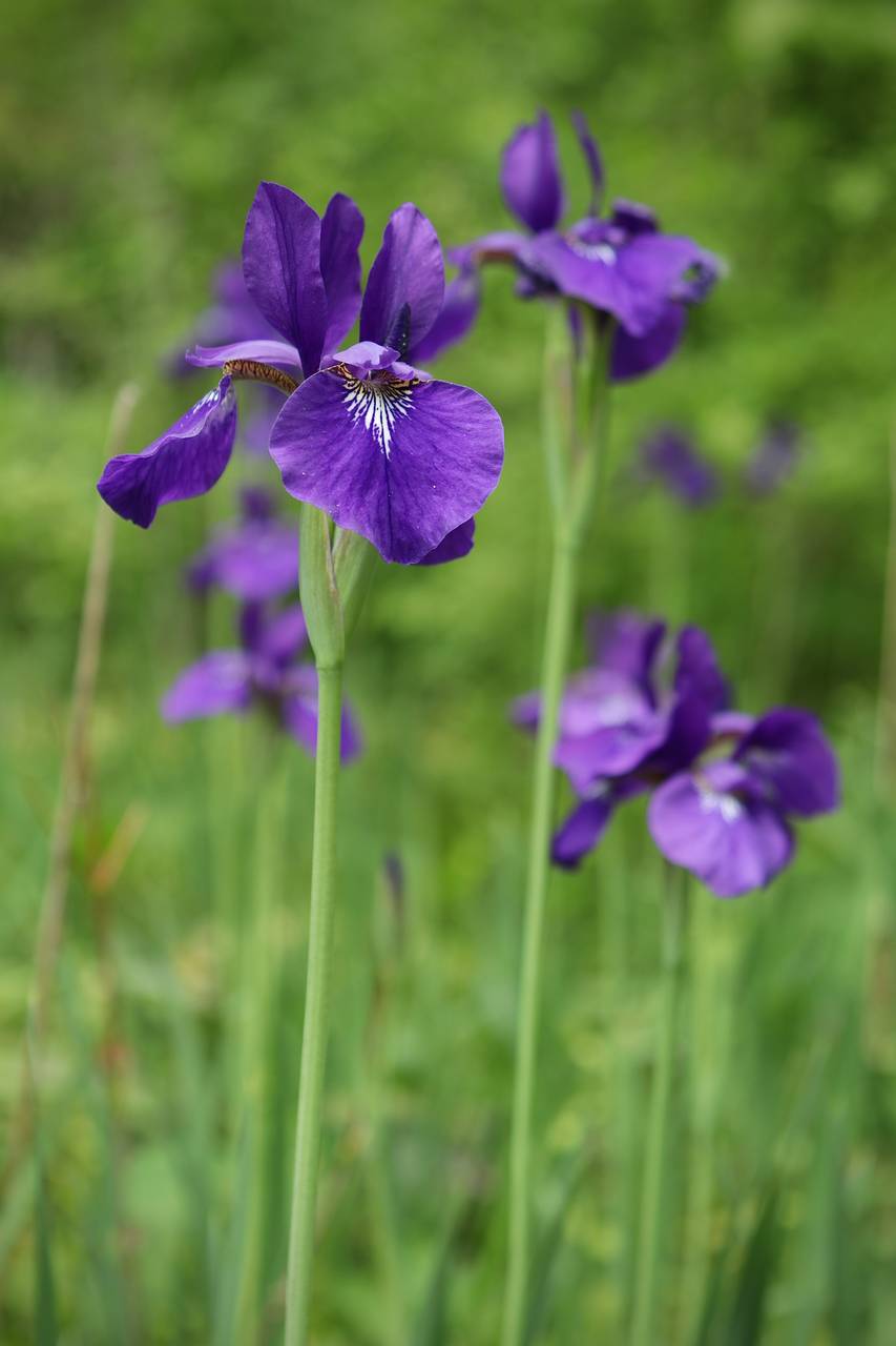 Photo of Siberian Iris