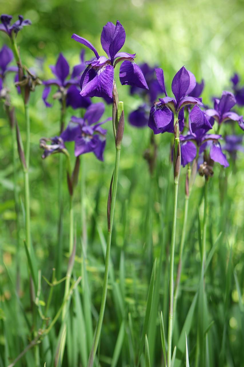 Photo of Siberian Iris