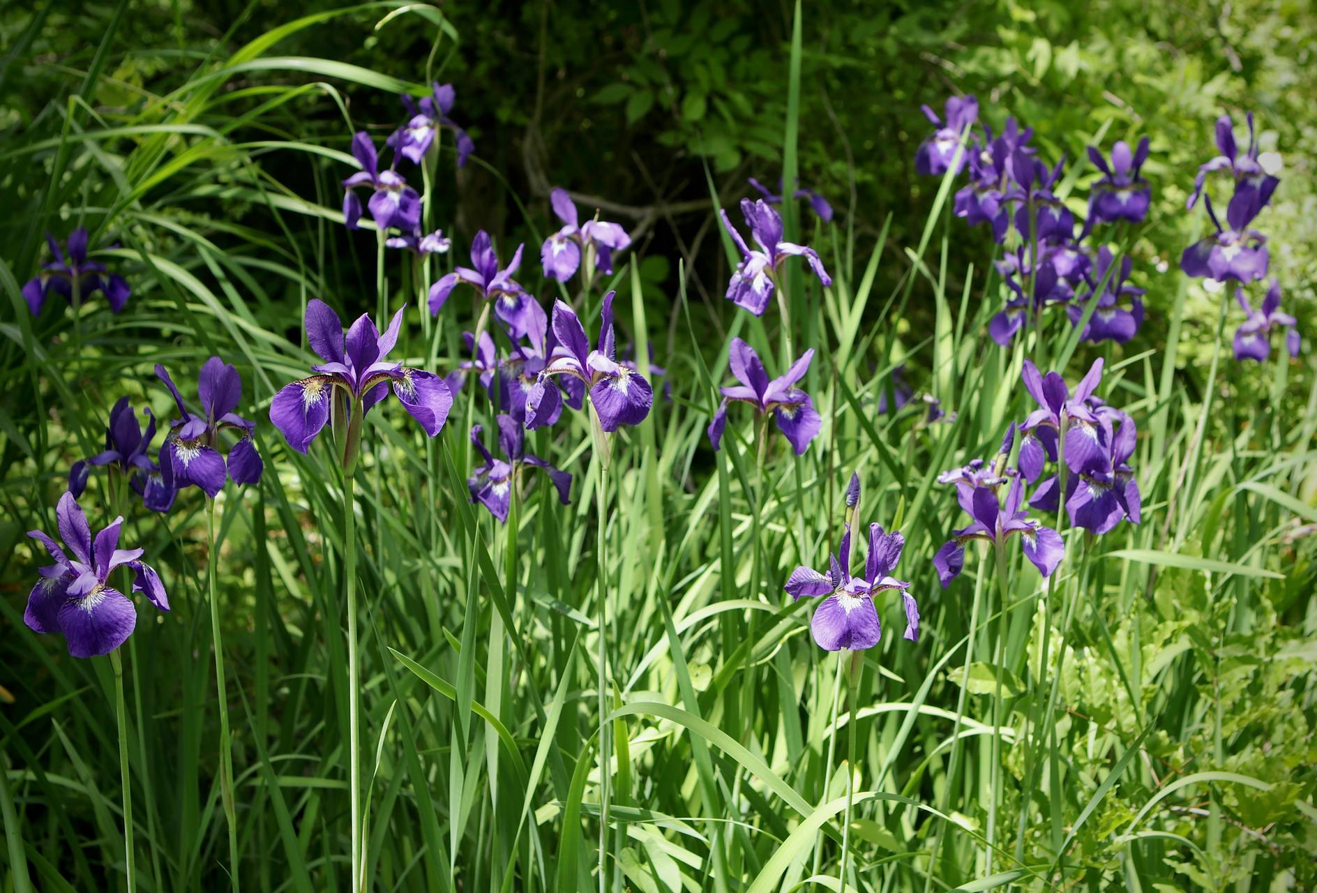 Photo of Siberian Iris