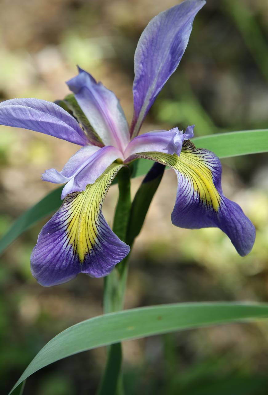 Photo of Northern Blue Flag