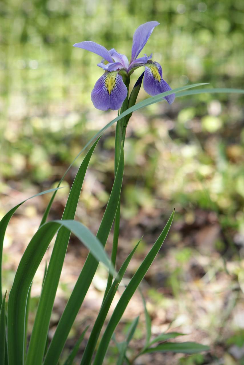Photo of Northern Blue Flag