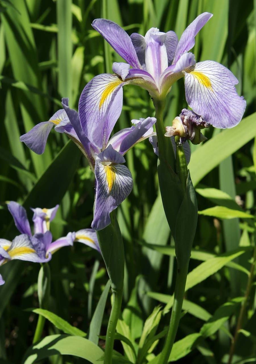 Photo of Blue Flag Iris