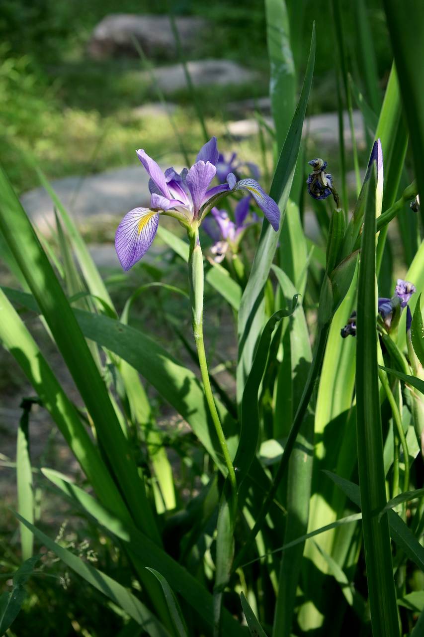 Photo of Blue Flag Iris