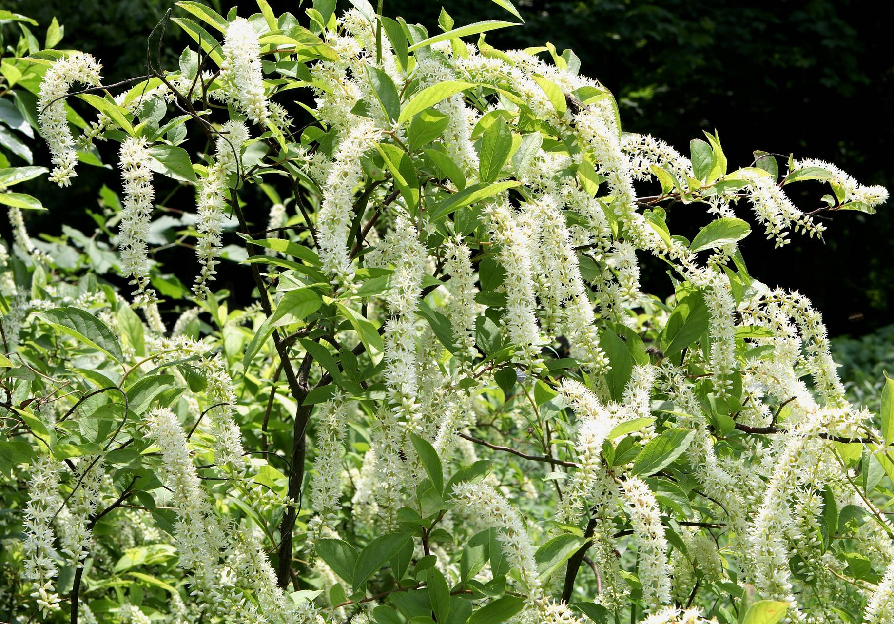 Photo of Virginia Sweetspire