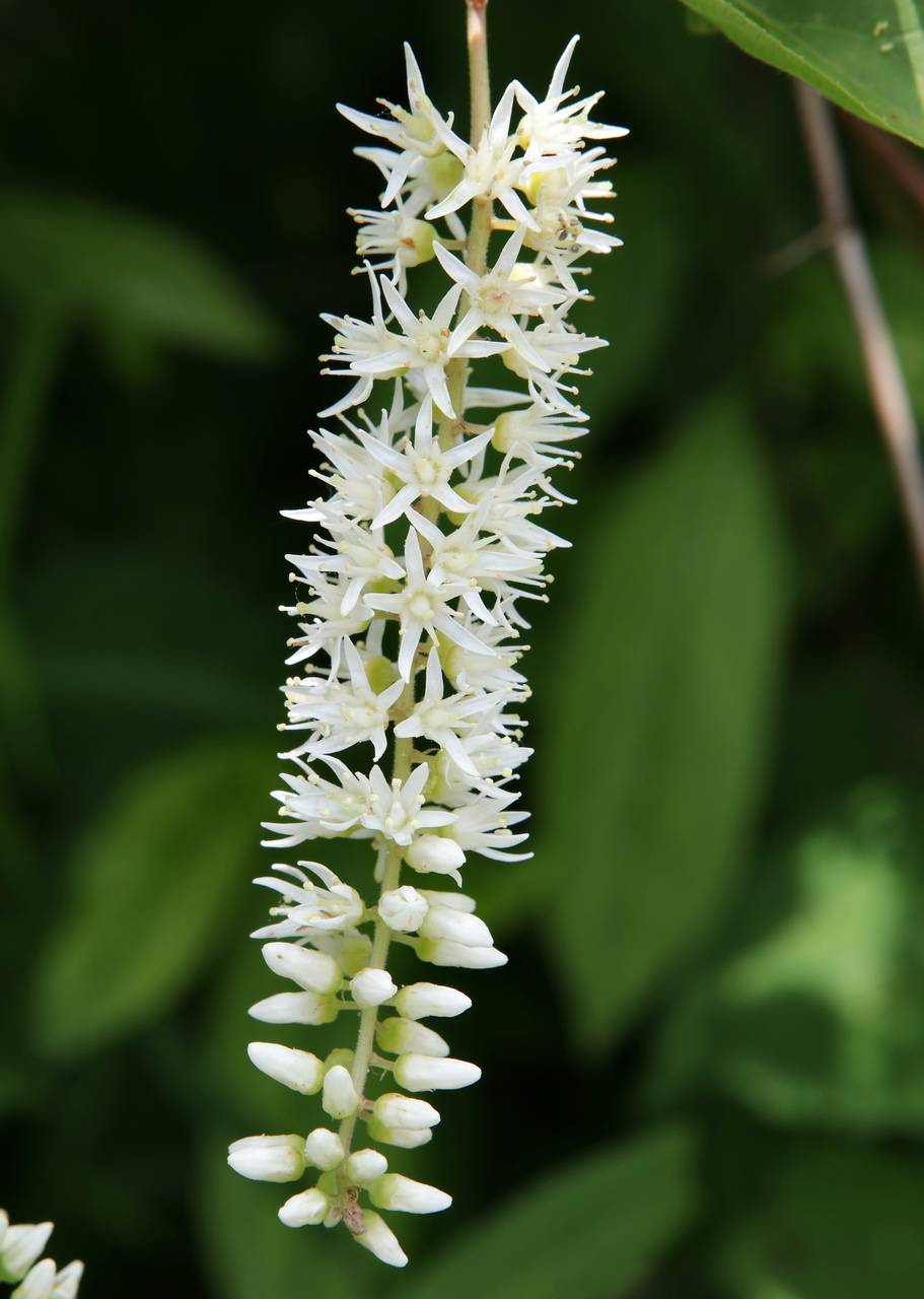 Photo of Virginia Sweetspire