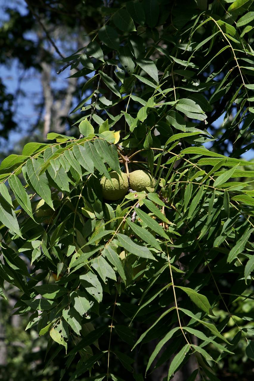 Photo of Black Walnut