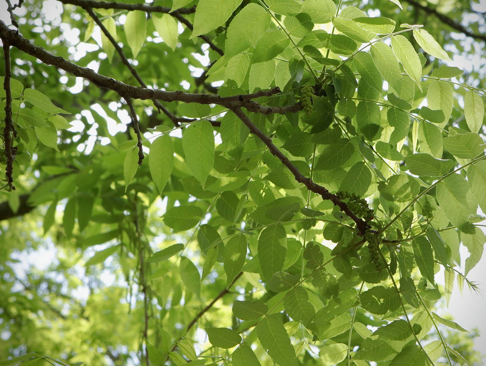 Photo of Black Walnut