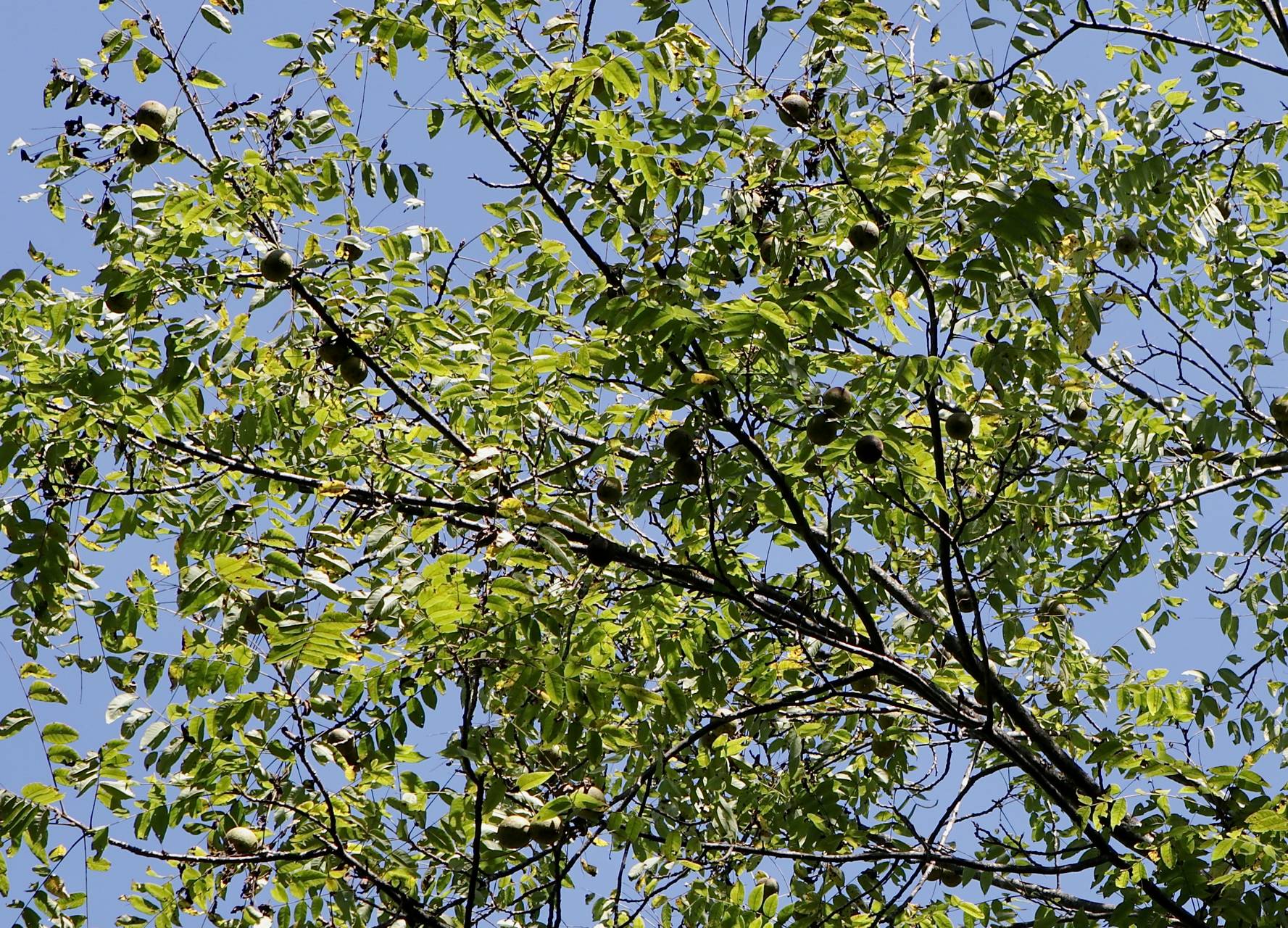 Photo of Black Walnut
