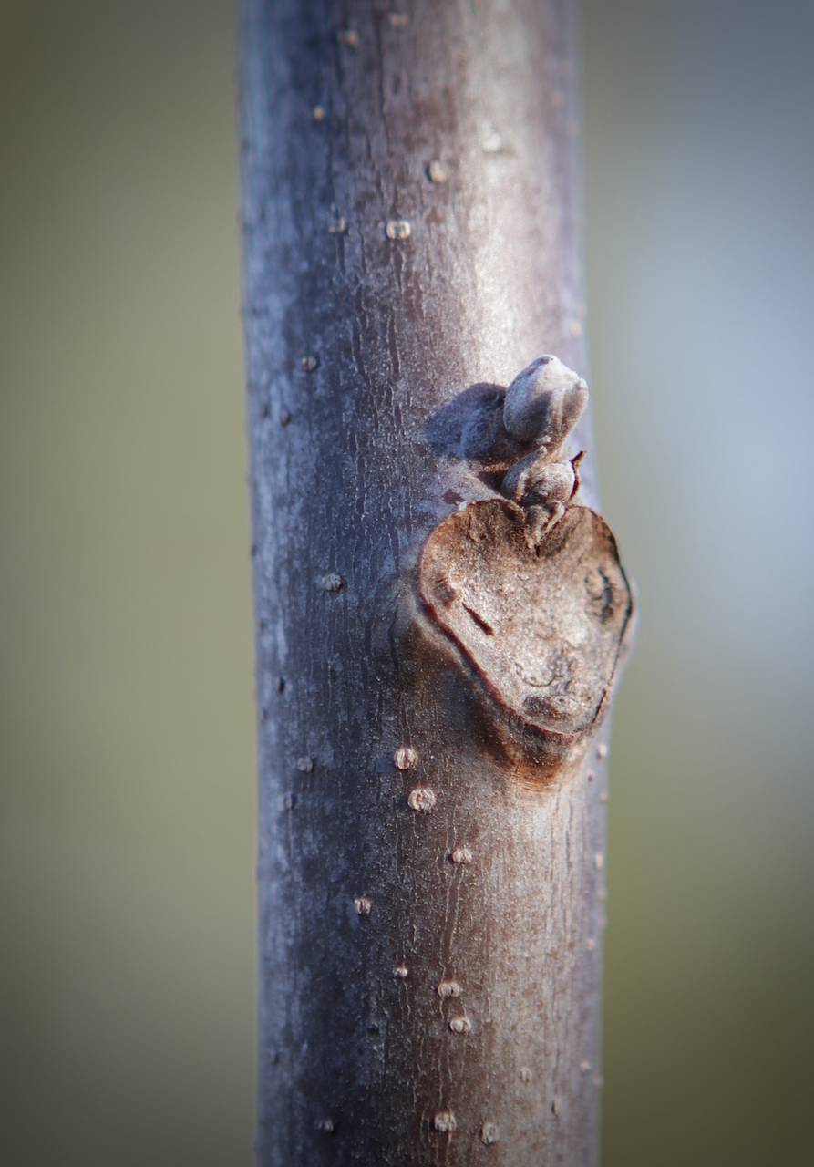 Photo of Black Walnut