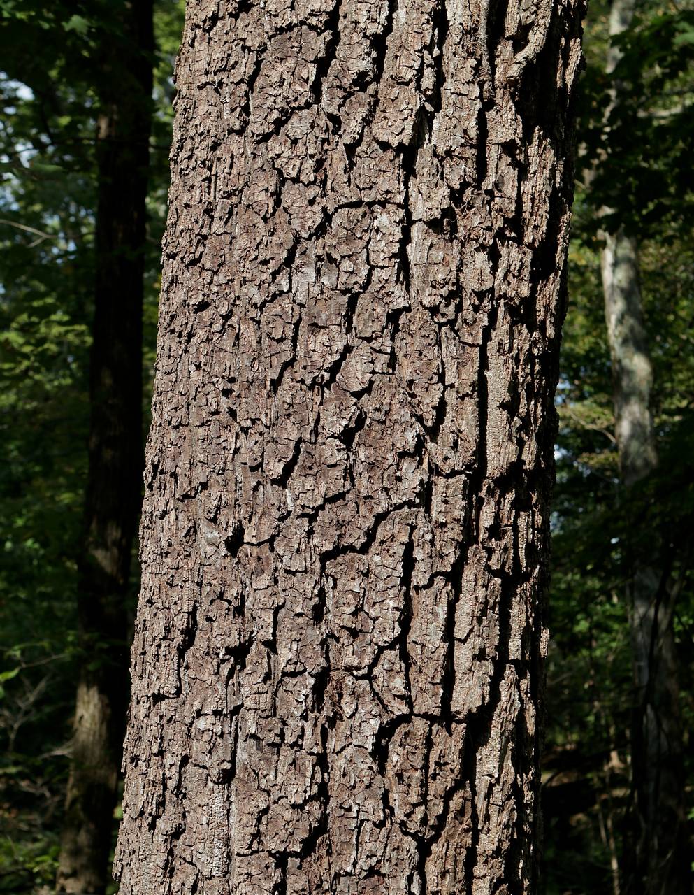 Photo of Black Walnut