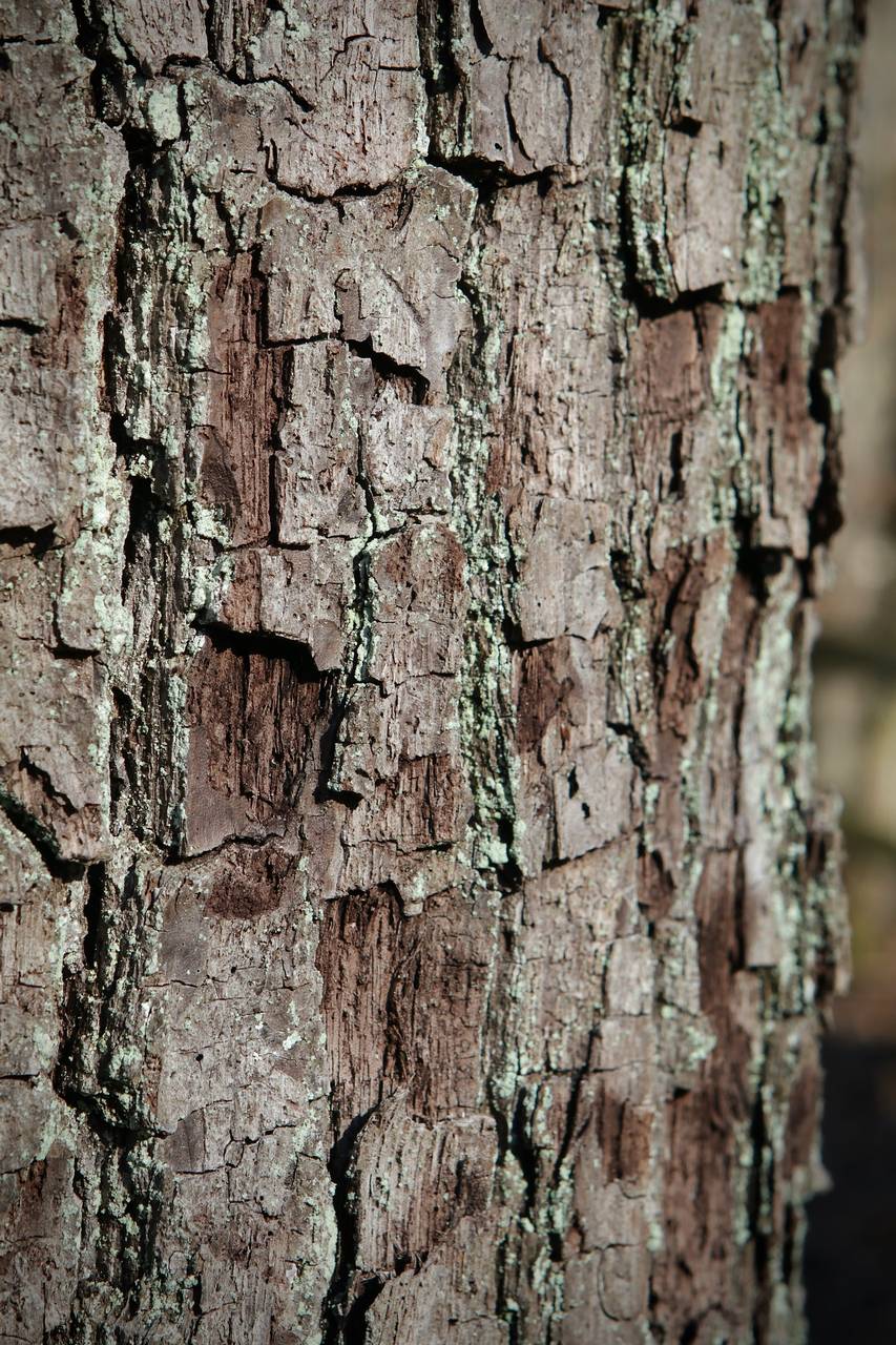 Photo of Black Walnut