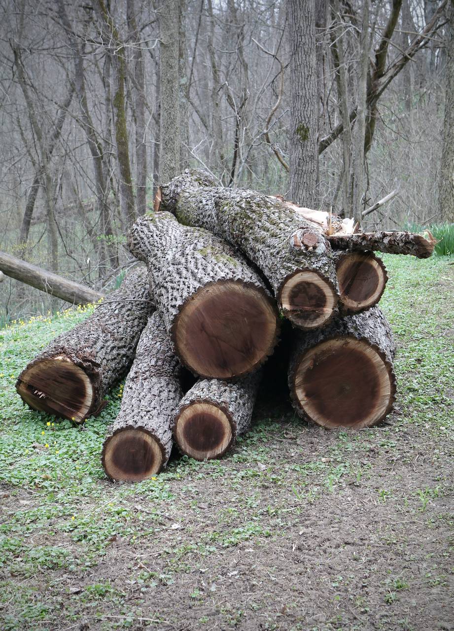 Photo of Black Walnut