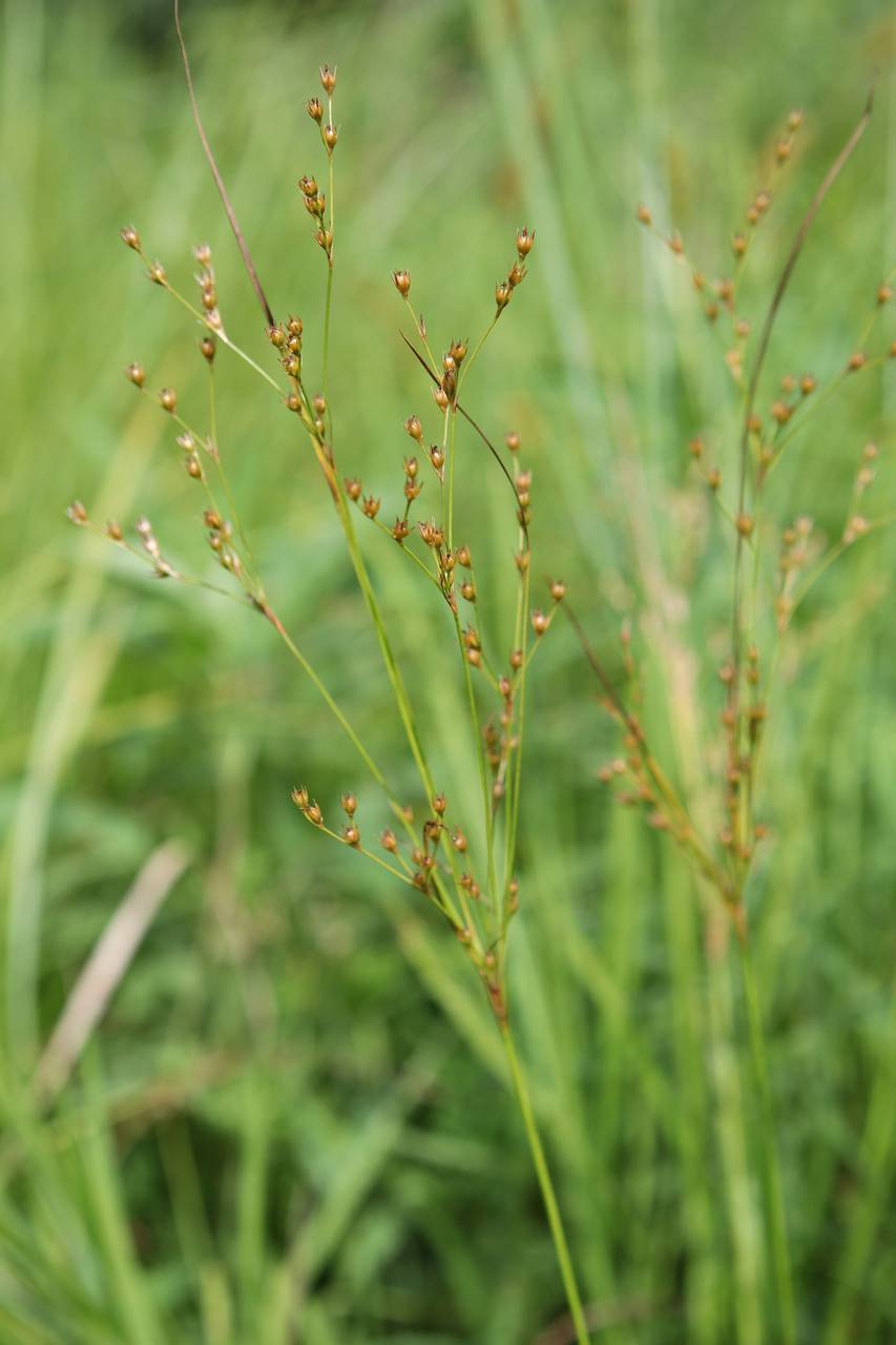 Photo of Greater Poverty Rush