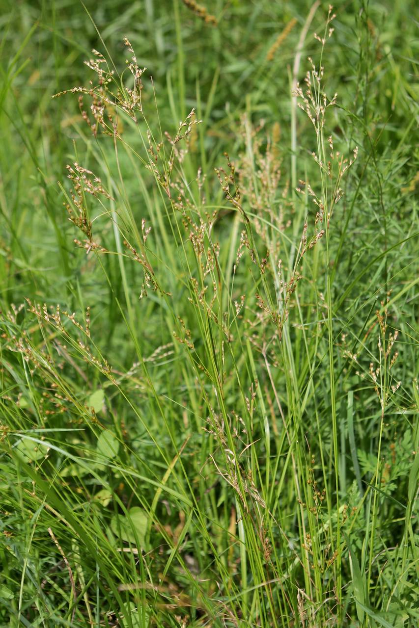 Photo of Greater Poverty Rush