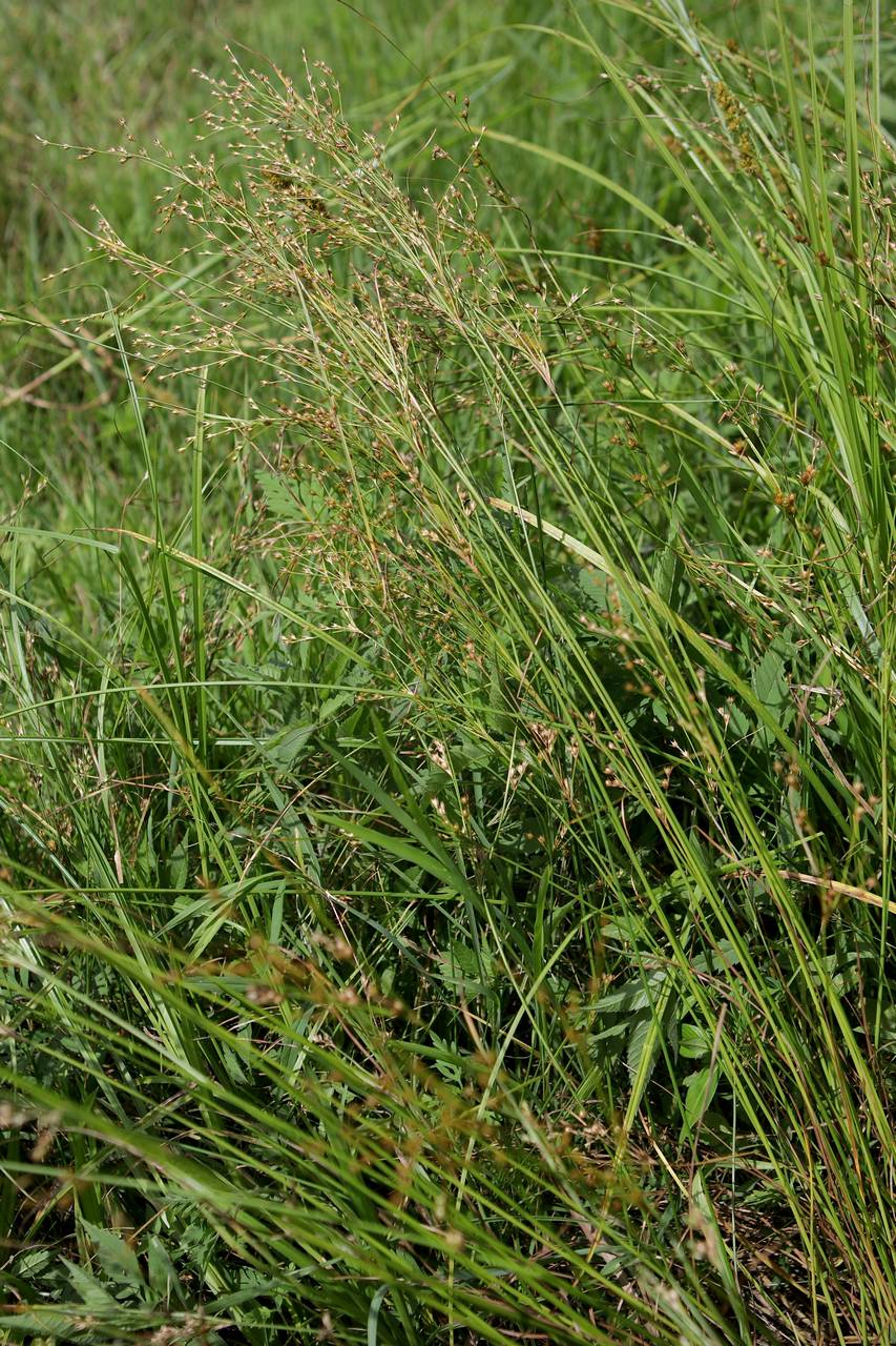 Photo of Greater Poverty Rush