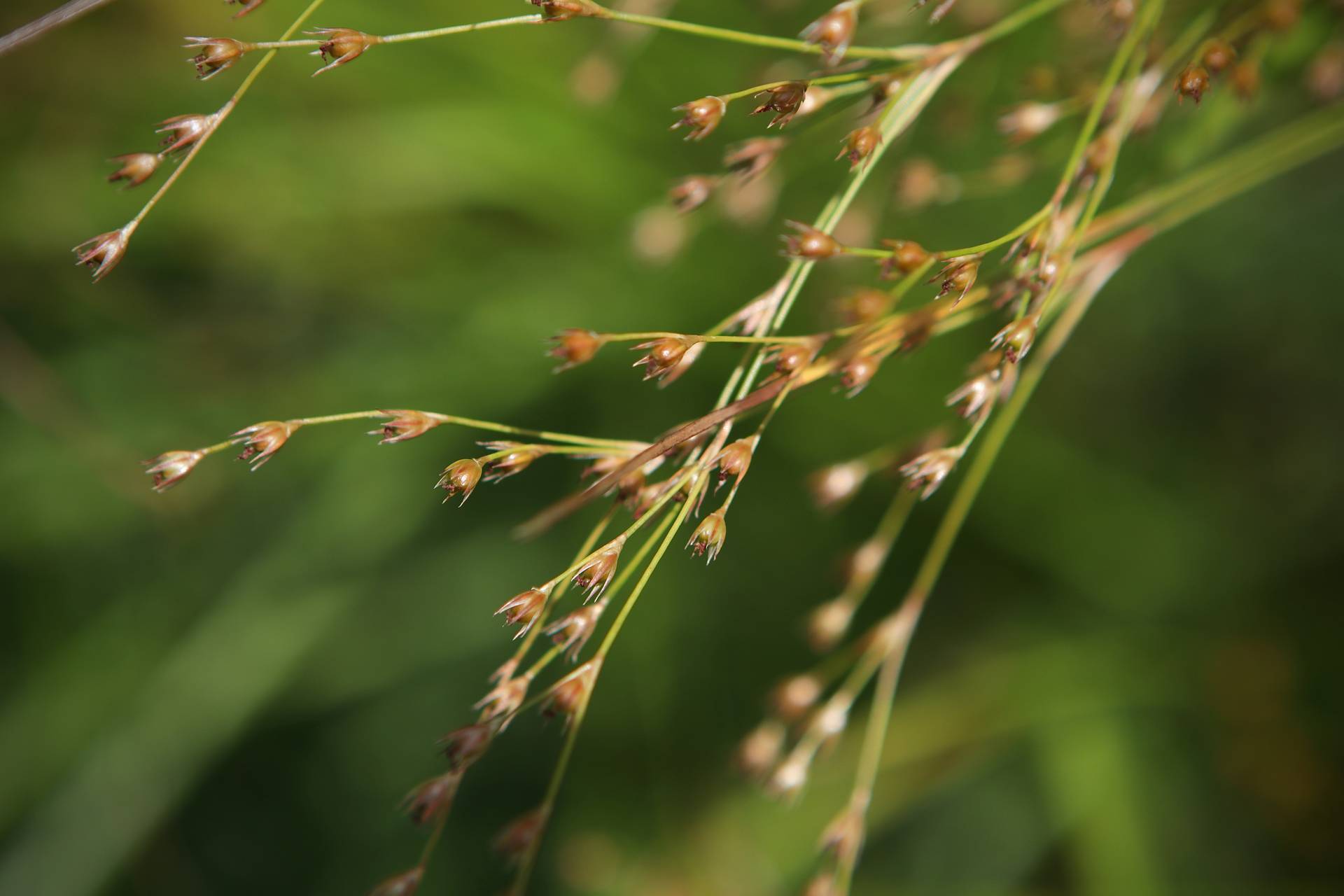 Photo of Greater Poverty Rush