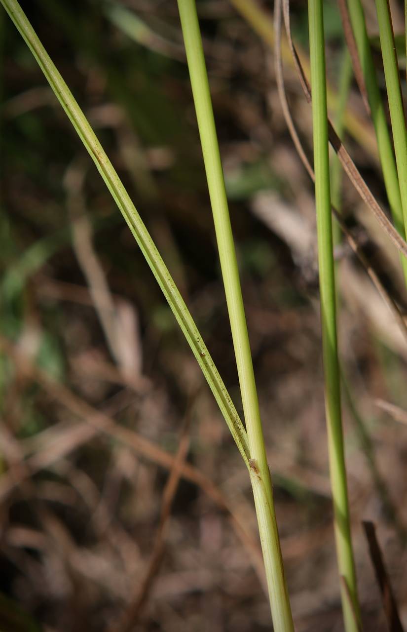 Photo of Greater Poverty Rush