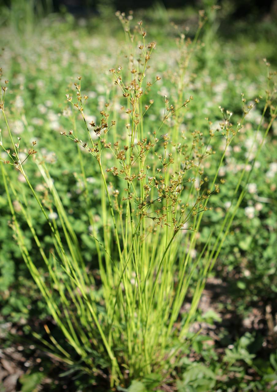 Photo of Jointed Rush