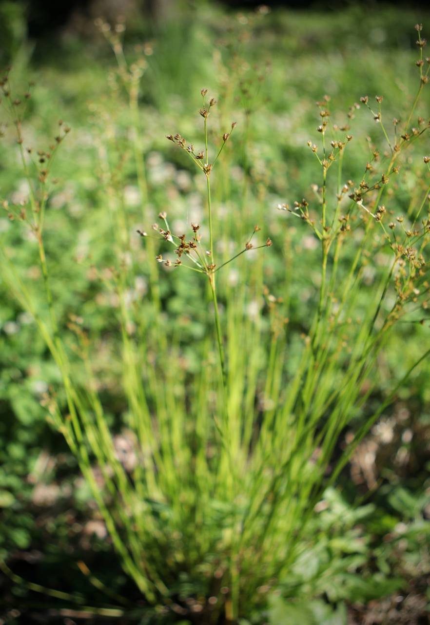 Photo of Jointed Rush