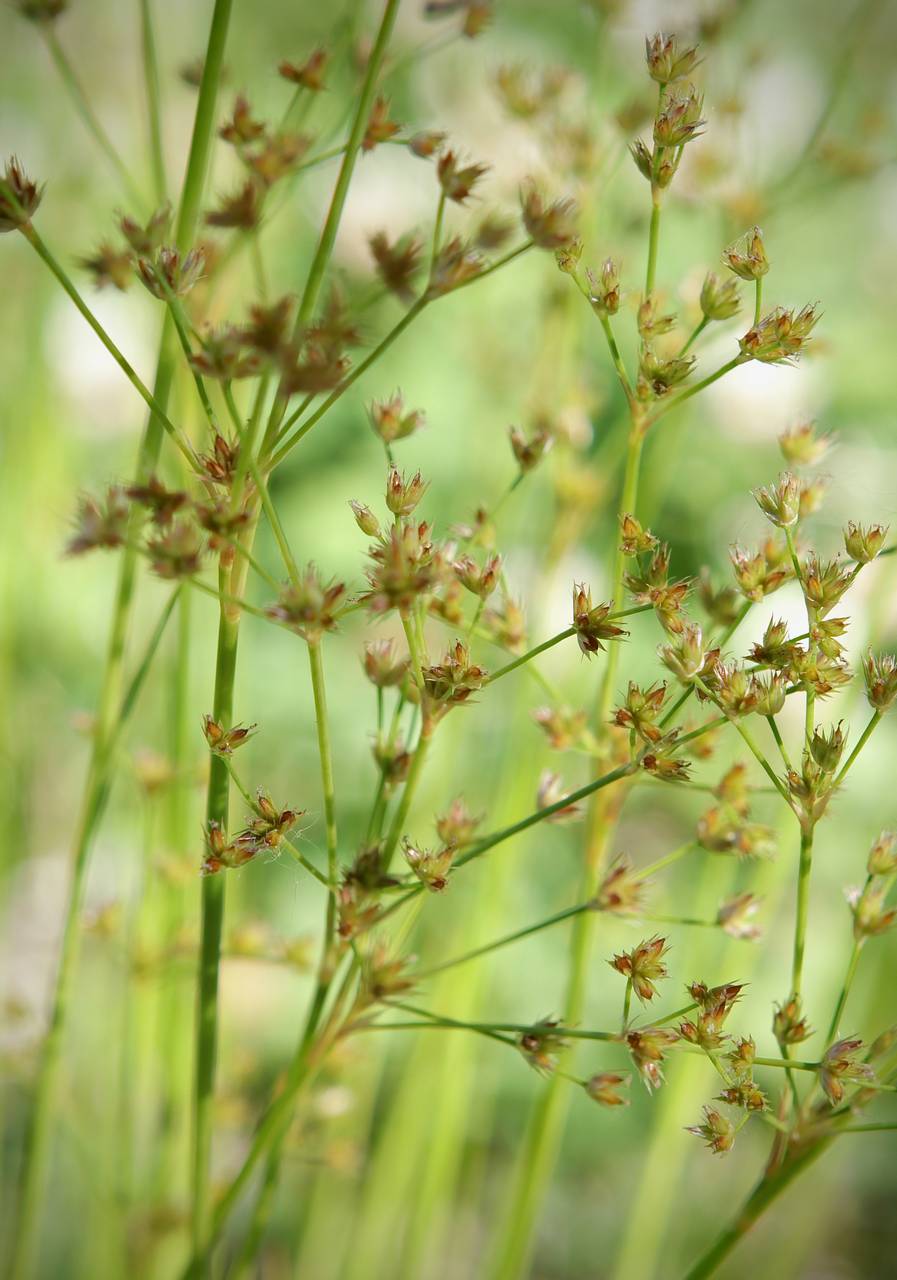 Photo of Jointed Rush