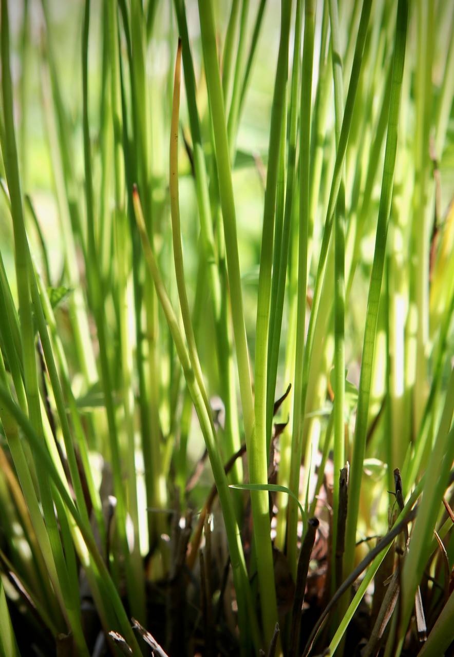 Photo of Jointed Rush