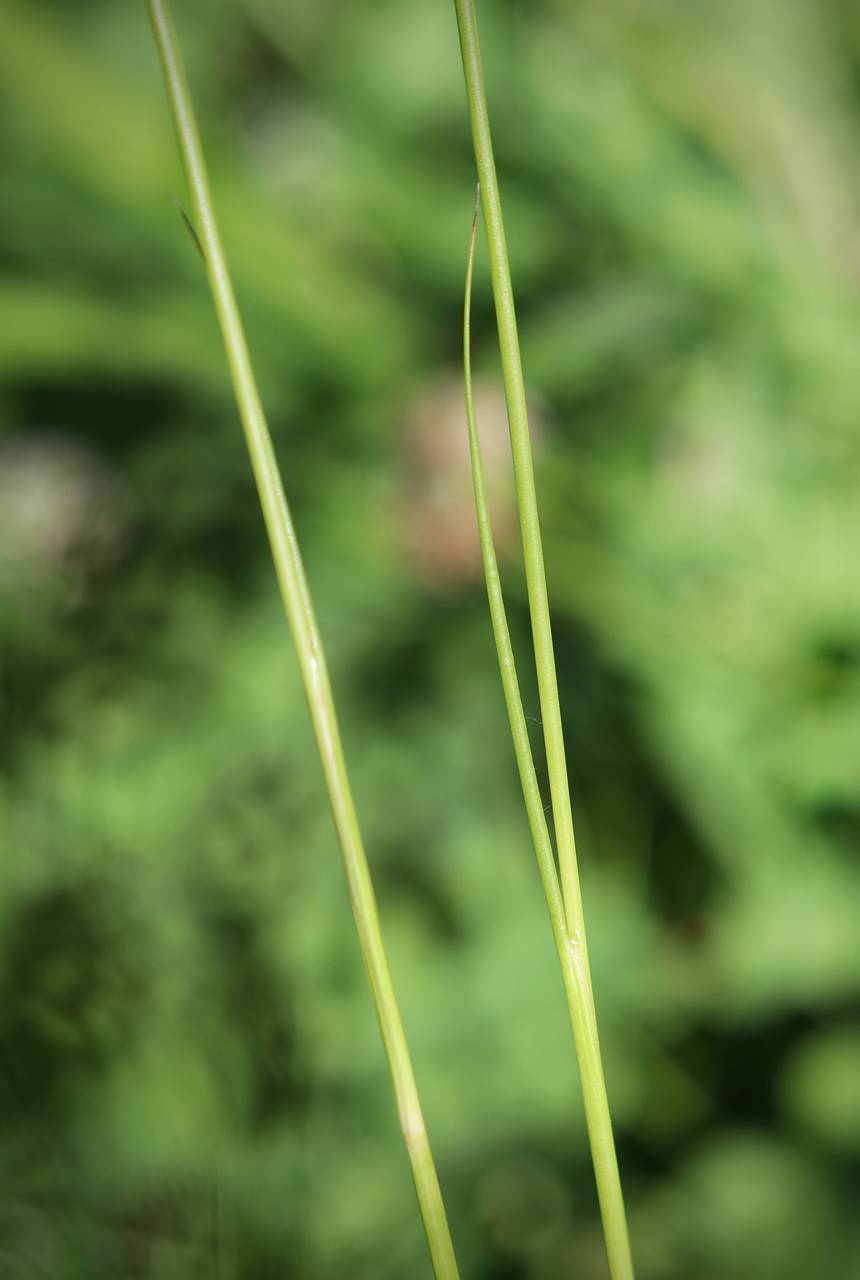 Photo of Jointed Rush