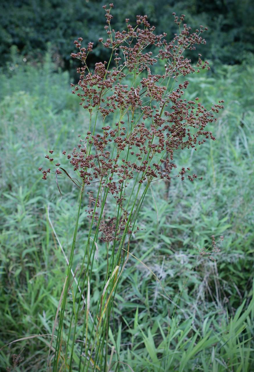 Photo of Bog Rush