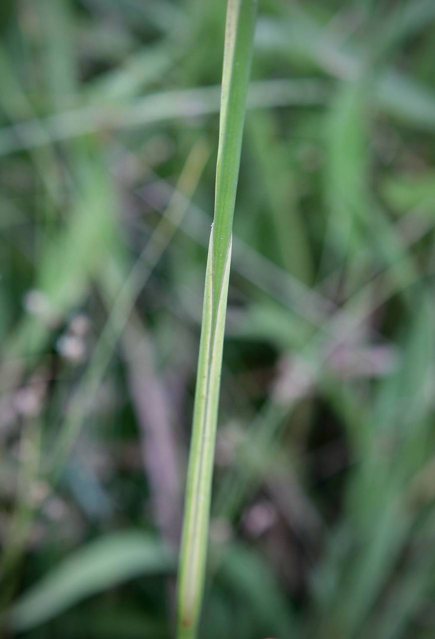 Photo of Bog Rush