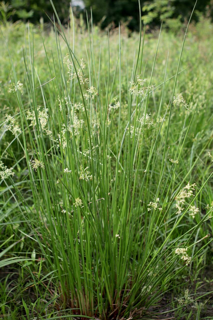 Photo of Common Rush