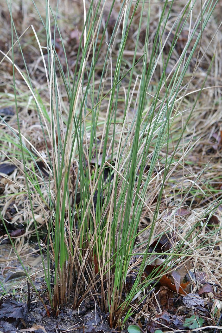 Photo of Common Rush