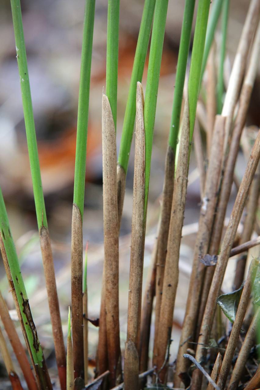 Photo of Common Rush