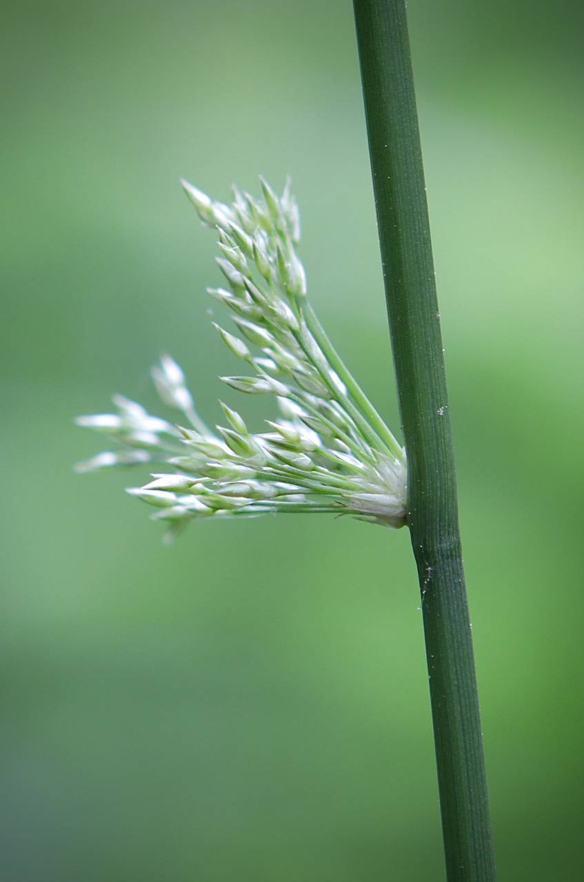 Photo of Common Rush