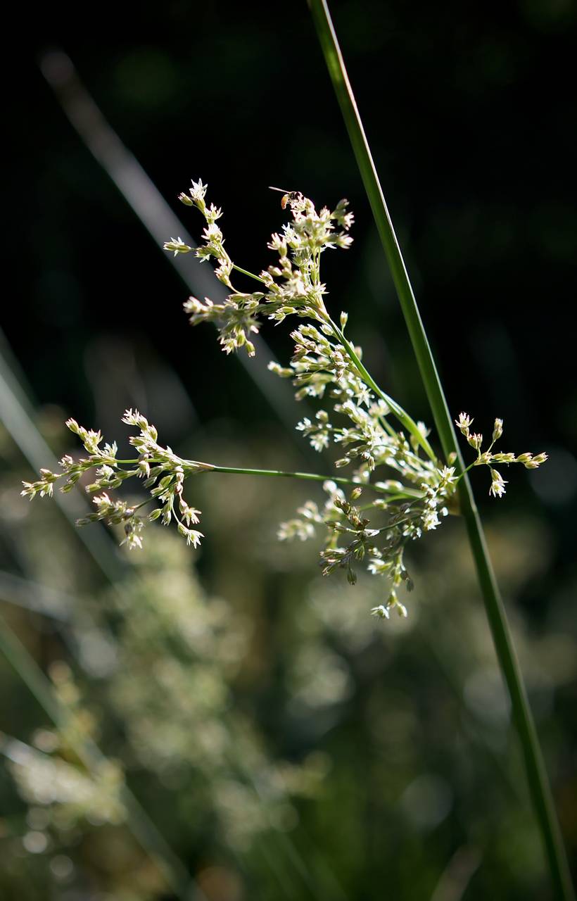 Photo of Common Rush