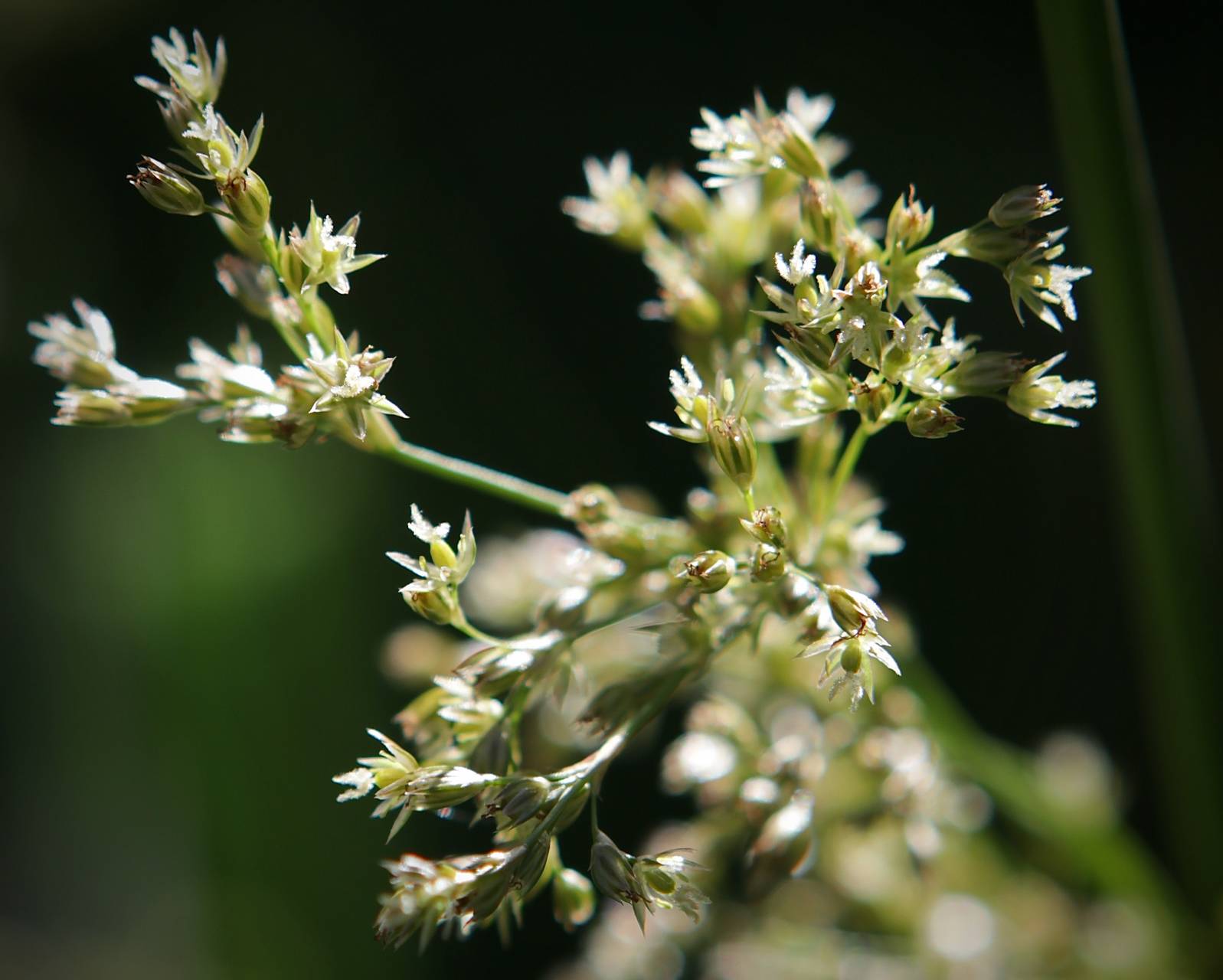 Photo of Common Rush