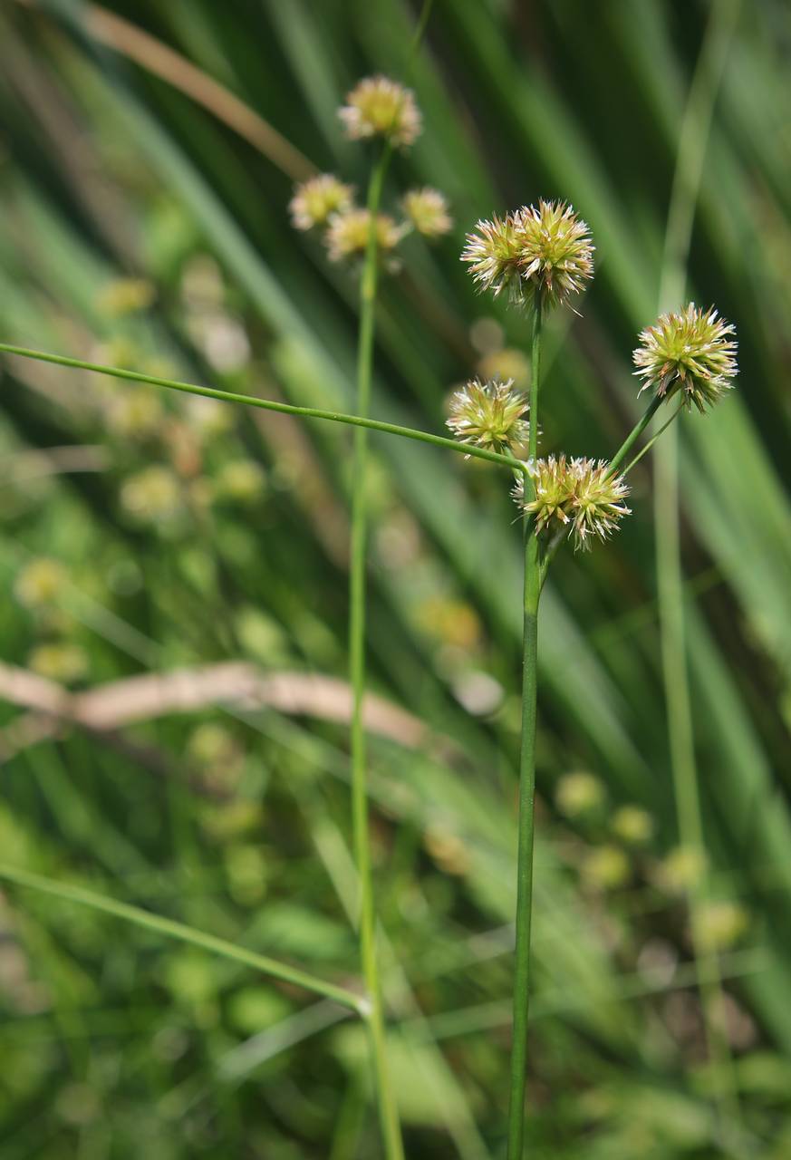 Photo of Torrey's Rush
