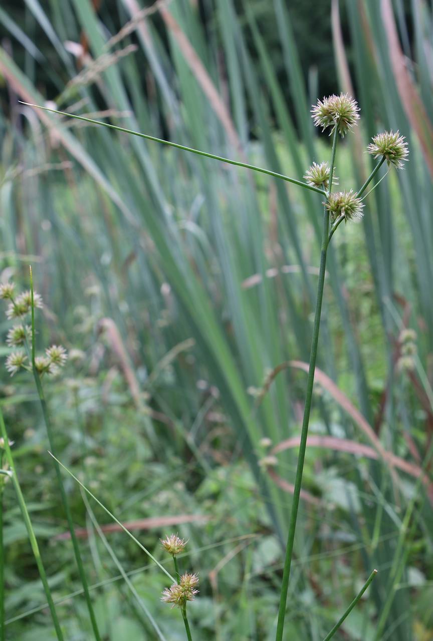 Photo of Torrey's Rush