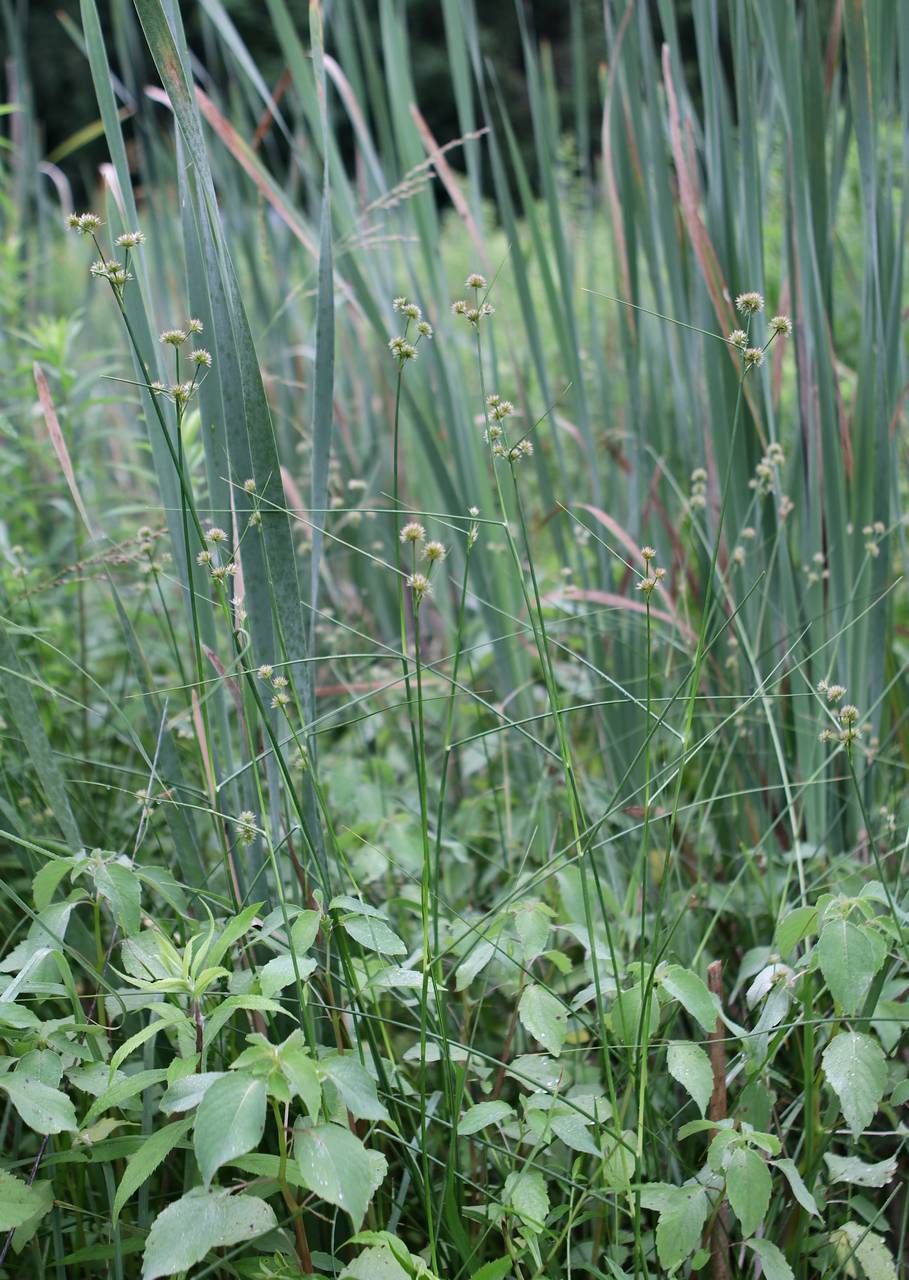 Photo of Torrey's Rush