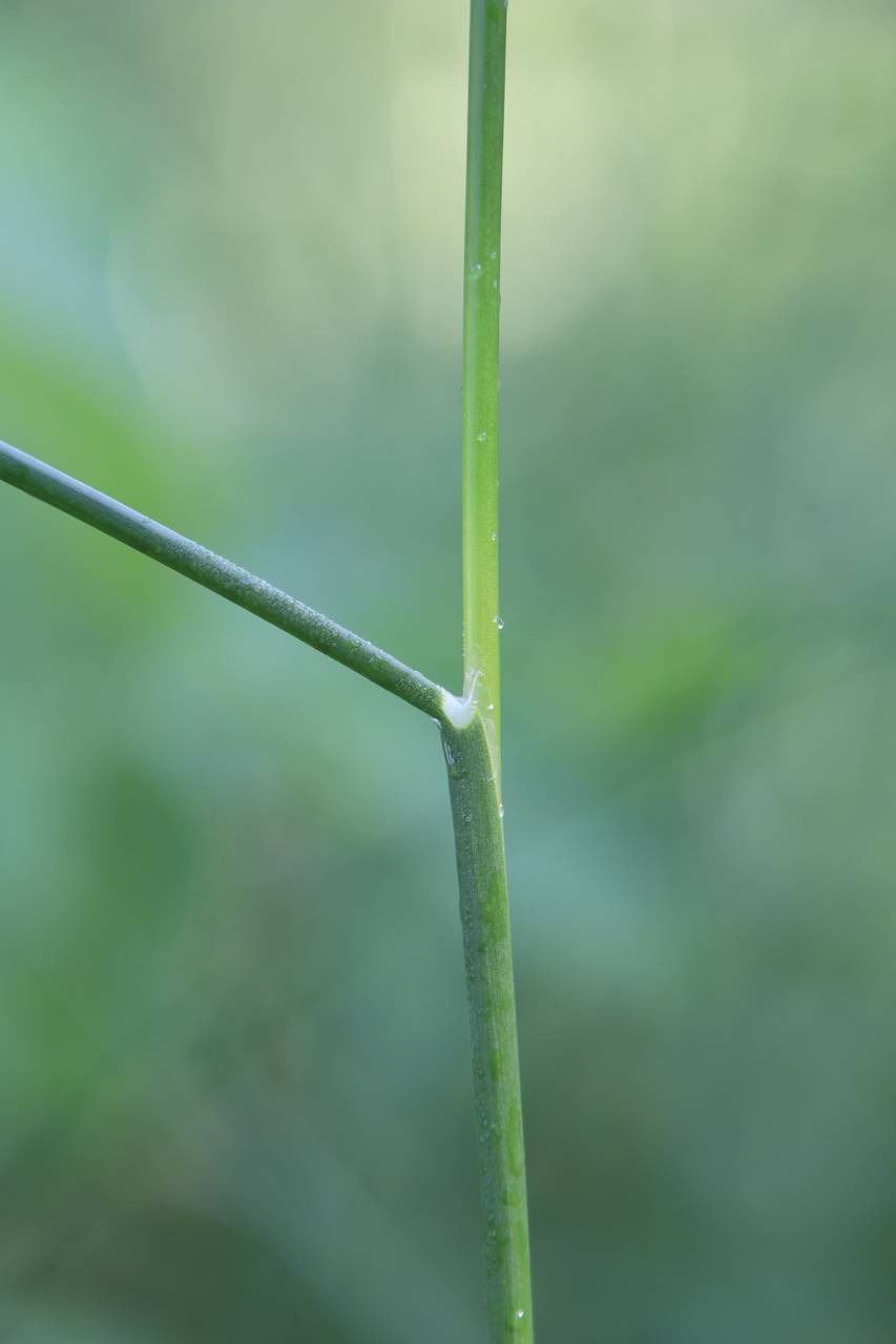 Photo of Torrey's Rush