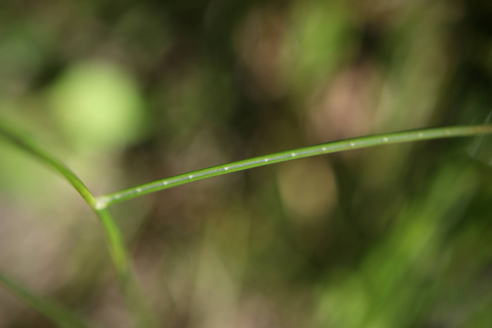 Photo of Torrey's Rush