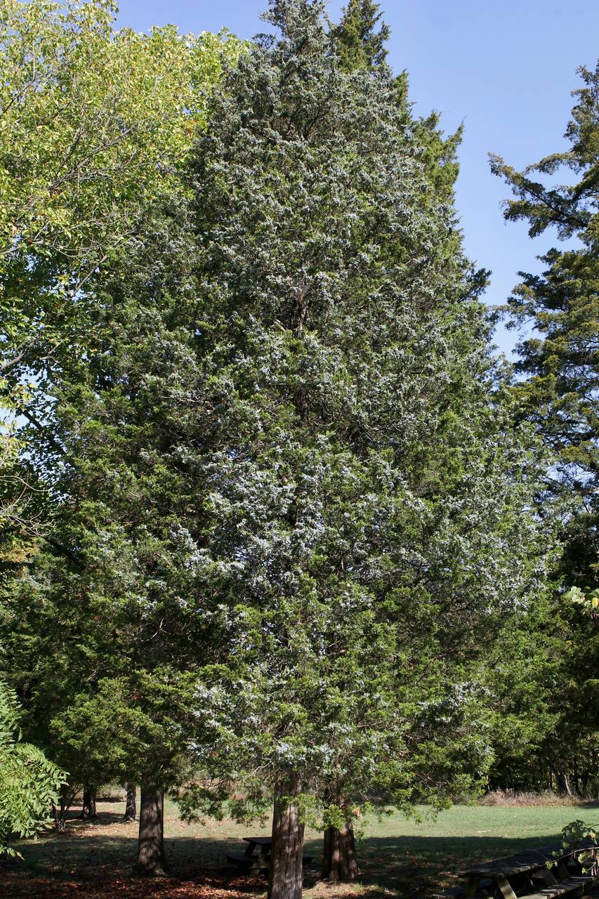 Photo of Eastern Red Cedar