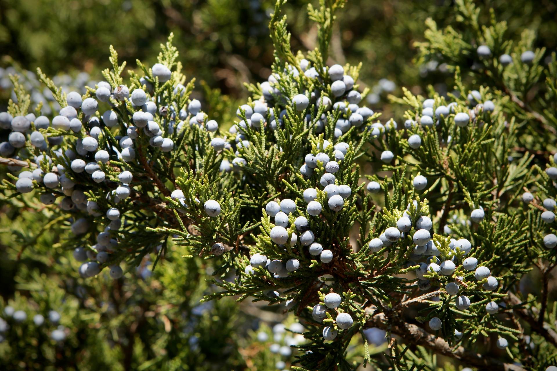 Photo of Eastern Red Cedar